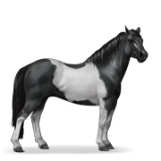 Quarter Pony - Black Tobiano