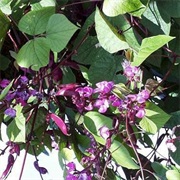 Lablab / Hyacinth Bean