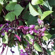 Lablab / Hyacinth Bean