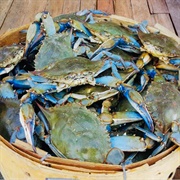Maryland Blue Crab