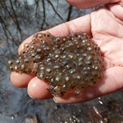 Frog Eggs