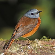 Amber Mountain Rock Thrush