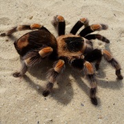 Had Tarantula Crawl in Beach Shack