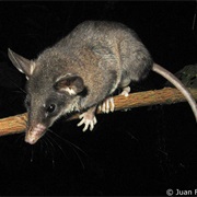 Handley's Slender Opossum