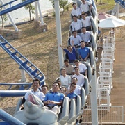 Flying Dolphins (Vinwonders)