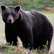 Hamra National Park, Sweden
