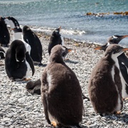 Ushuaia, Penquins