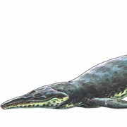 Kronosaurus