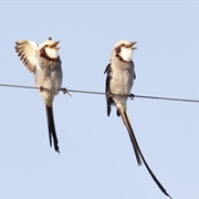 Streamer-Tailed Tyrant (Gubernetes Yetapa)