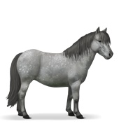 Shetland - Dapple Gray