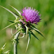 Cardus Marianus (Silybum Marianum)