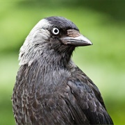 Jackdaw