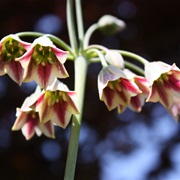 Honey Garlic (Allium Siculum)