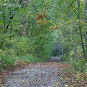 New Glarus Woods State Park, Wisconsin
