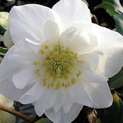 View Bermuda's Double Fantasy Plant That Inspired John Lennon