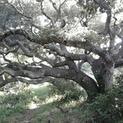 Los Osos Oaks State Natural Reserve, California