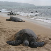 Lanikai Beach Sea Turtles