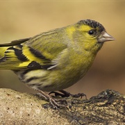Eurasian Siskin