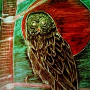 Odin the Owl