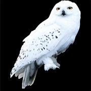 Fly Like Hedwig