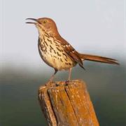 Brown Thrasher
