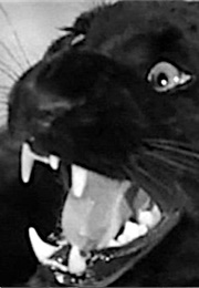 Panther, Cat People (1944)