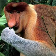 Proboscis Monkey