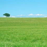Meadow