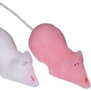 Sugar Mouse