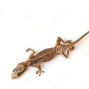 Sao Vicente Half-Toed Gecko