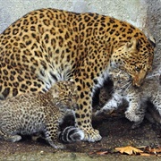 North-Chinese Leopard