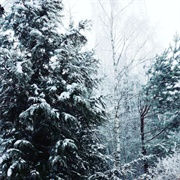 Cut Down My Own Christmas Tree