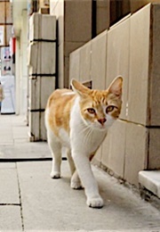 The Cats of Kedi (2016)