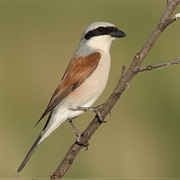 Red-Backed Shrike