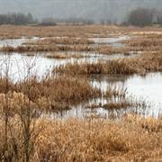 Nisqually Wildlife Refuge