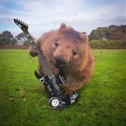 Don't Forget the Rockin' Wombat