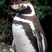 Magellanic Penguin