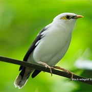 Black-Winged Starling