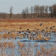 Crex Meadows Wildlife Area, Wisconsin
