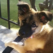 Spend More Time With My Dog