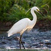 Little Egret