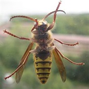 European Hornet