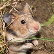 Brandt's Hamster
