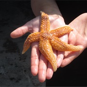 Hold a Starfish