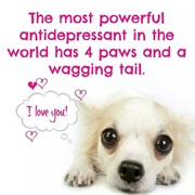 Pets Instead of Antidepressants