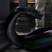 The Incredibly Deadly Viper