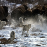 Explore Wood Buffalo National Park (AB)