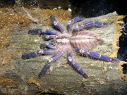 Tarantula