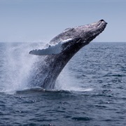 Stellwagen Bank National Marine Sanctuary