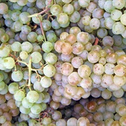 Pinot Blanc